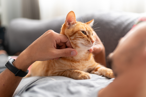 image for A Breakthrough in Feline Diabetes Care: SGLT2 Inhibitors